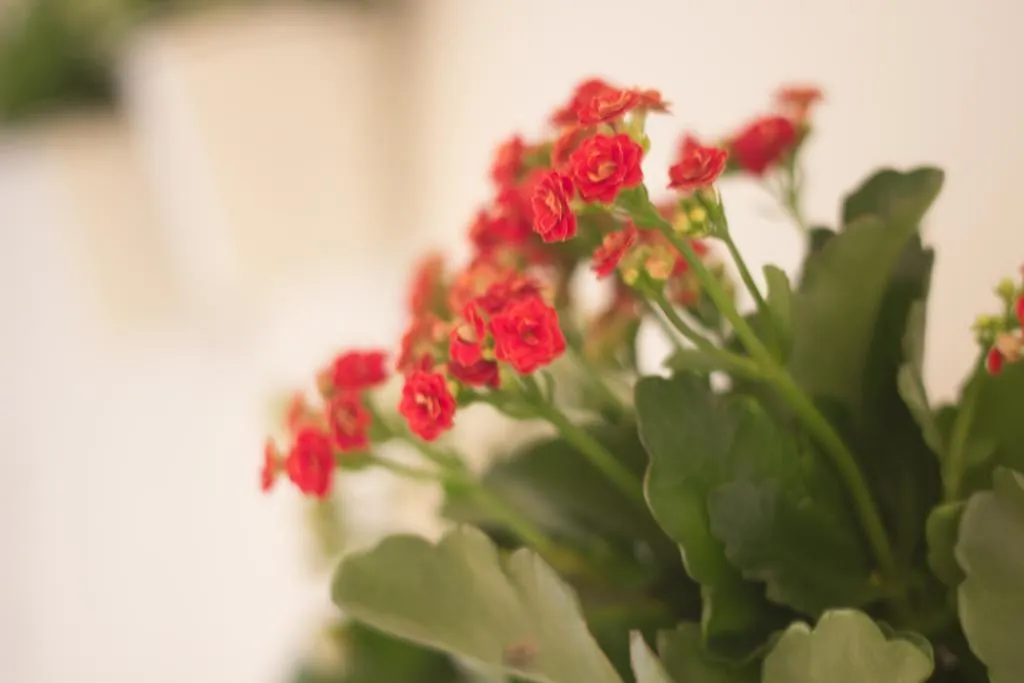 Romeheart Apartment Rome
